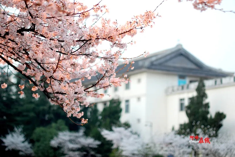待到樱花绽放时.webp.jpg